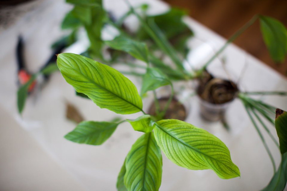 2015.02.08 Plant Propogation 631A5157-2 copy