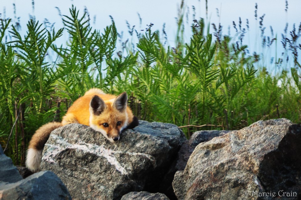 2015.06.13 Park Point Fox-